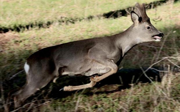 El corzo macho huye a poca distancia del fotógrafo