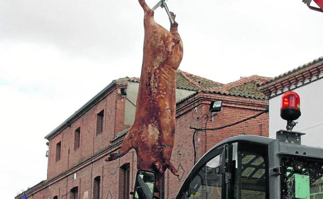 Matanza del cerdo en Nava de la Asunción. 