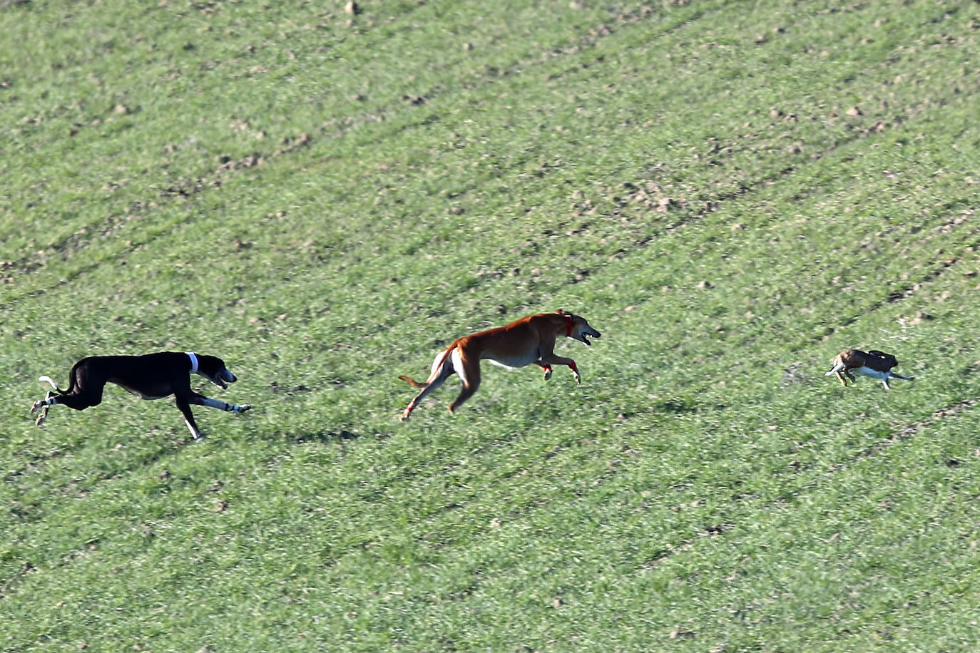 Primera jornada de cuartos de final del Campeonato Nacional de Galgos. 
