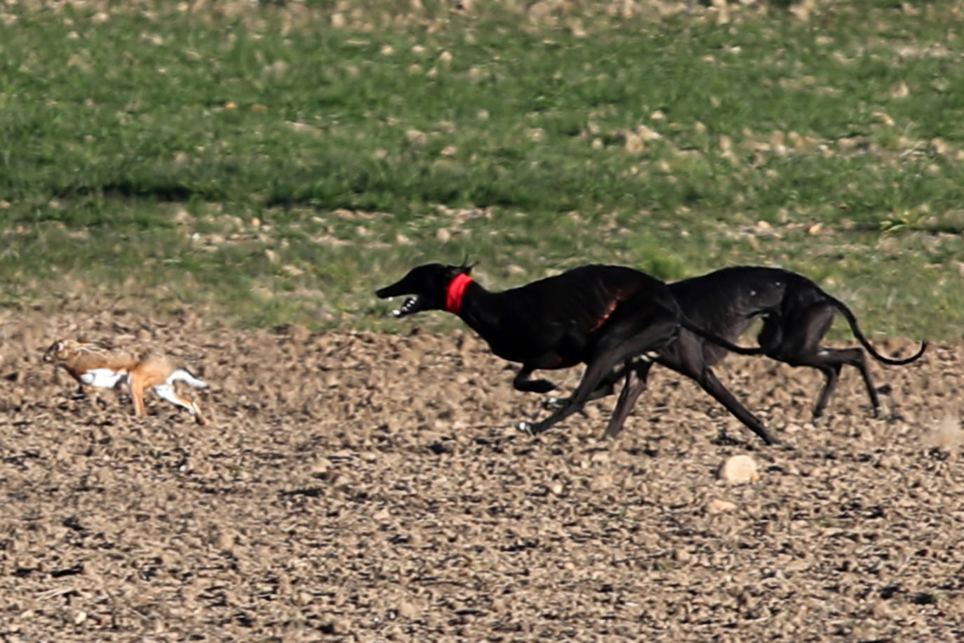 Primera jornada de cuartos de final del Campeonato Nacional de Galgos. 
