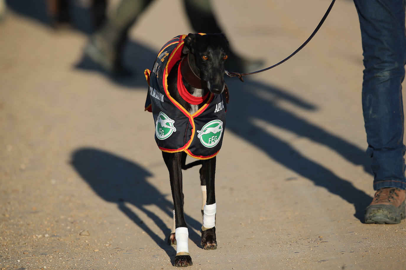 Primera jornada de cuartos de final del Campeonato Nacional de Galgos. 