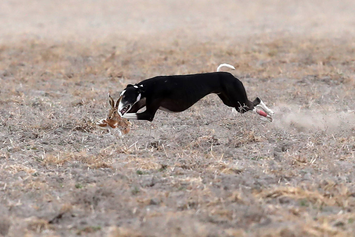 Primera jornada de cuartos de final del Campeonato Nacional de Galgos. 