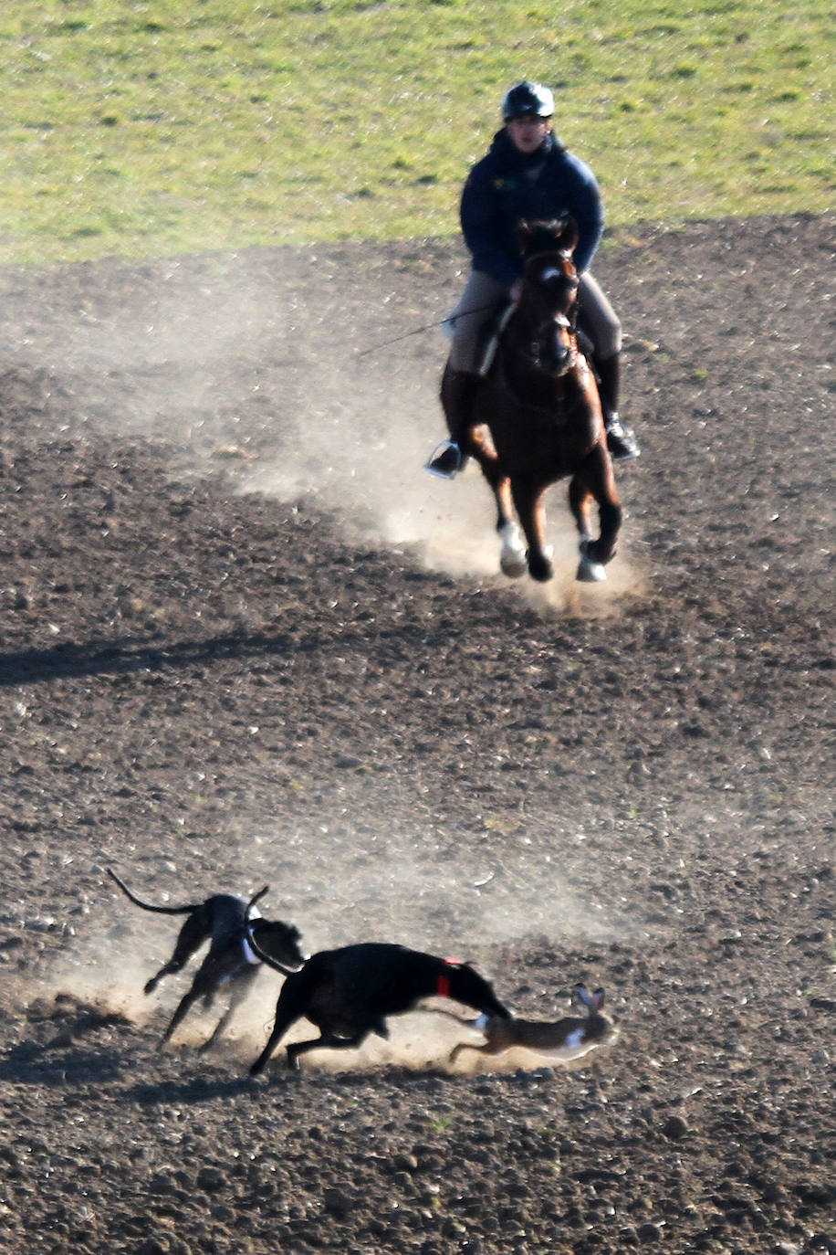 Primera jornada de cuartos de final del Campeonato Nacional de Galgos. 
