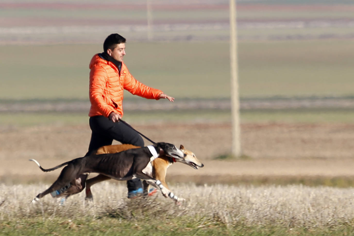 Primera jornada de cuartos de final del Campeonato Nacional de Galgos. 