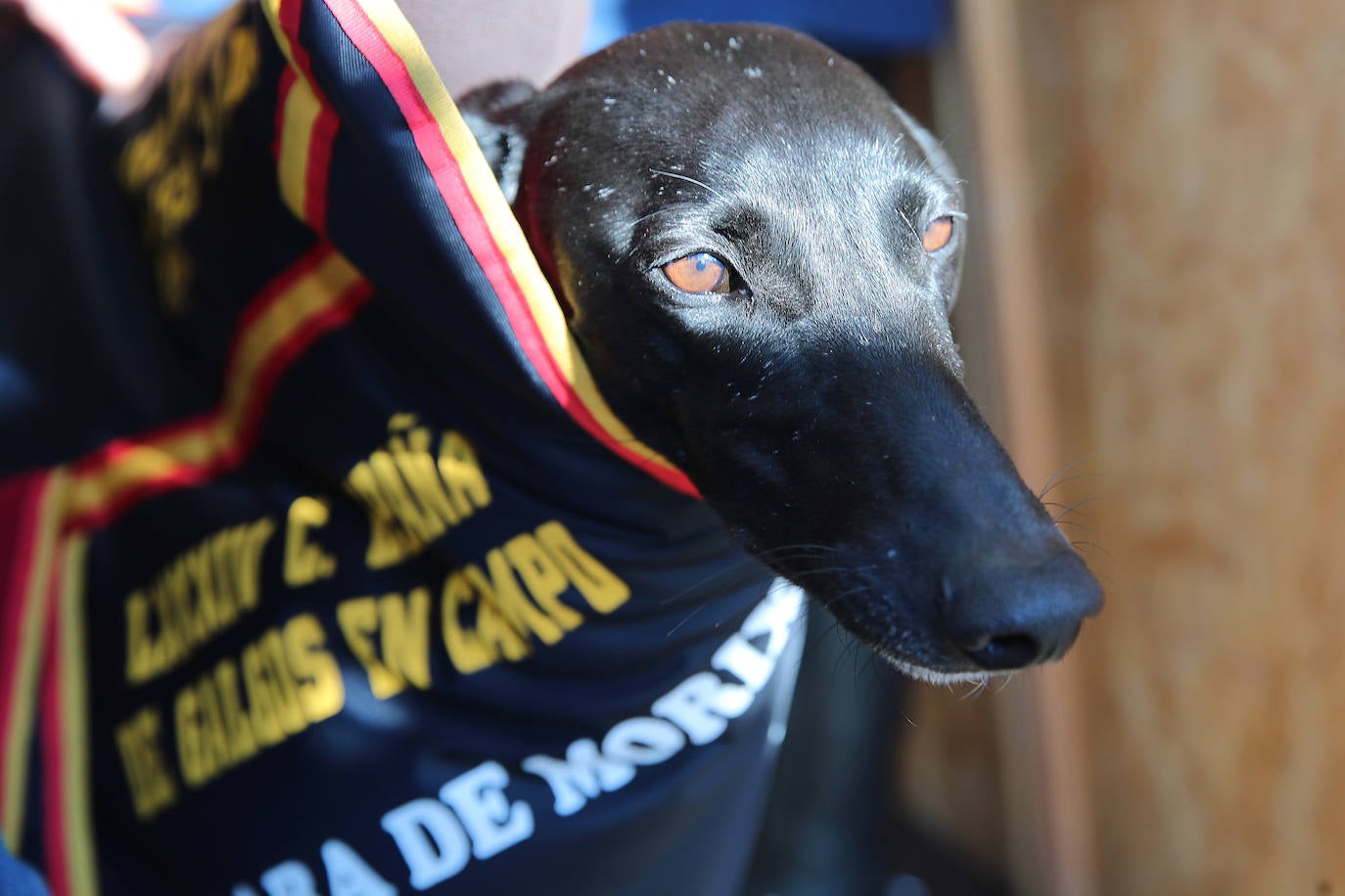 Segunda jornada de cuartos de final del Nacional de Galgos. 