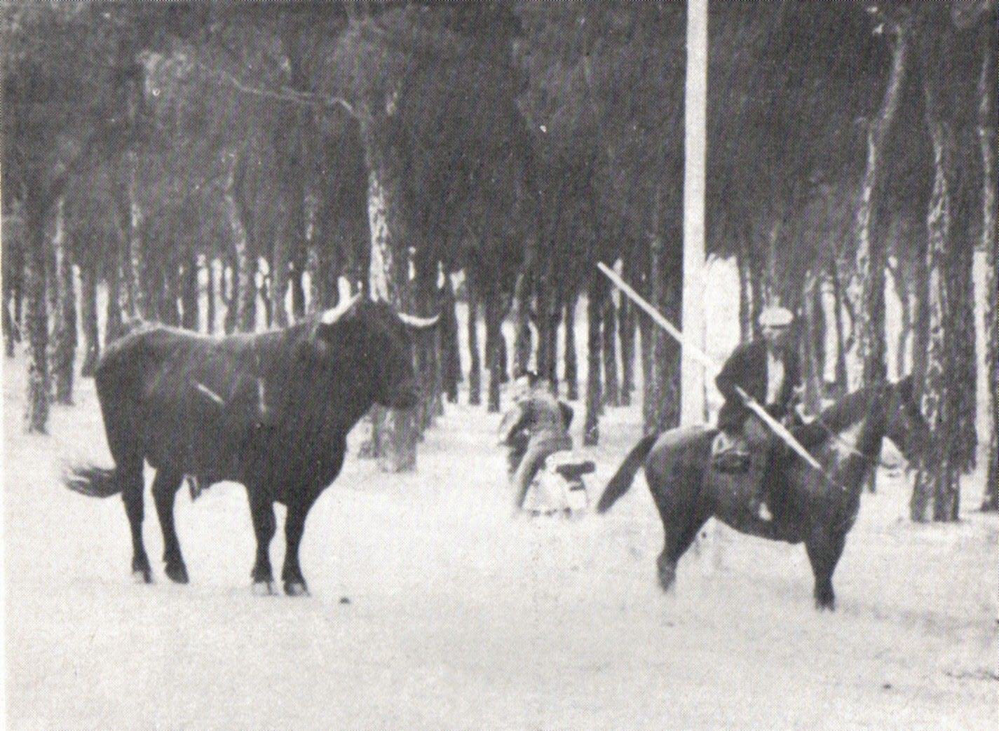 El Toro de la Vega, en 1970.