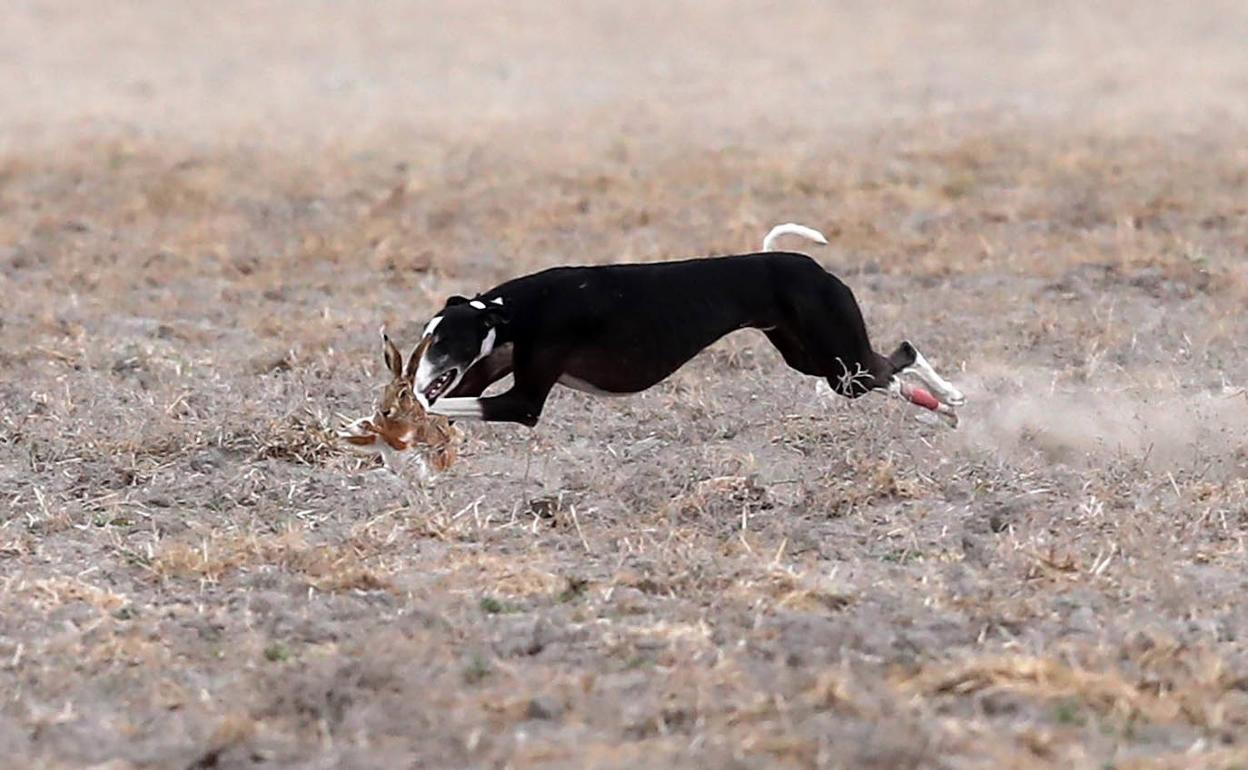 Uno de los galgos se hace con la liebre en los cuartos de final el pasado sábado en Nava del Rey.