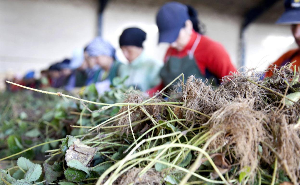 Trabajadoras de la industria agroalimentaria en la provincia de Segovia. 