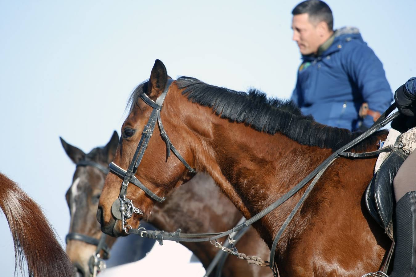 Fotos: Segunda jornada de semifinales del LXXXIV Campeonato de España de Galgos en Campo