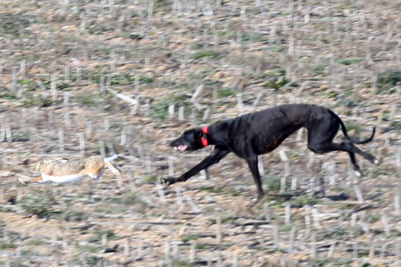 Fotos: Segunda jornada de semifinales del LXXXIV Campeonato de España de Galgos en Campo