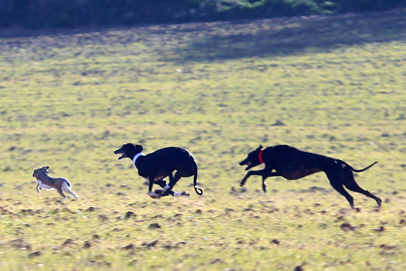 Fotos: Segunda jornada de semifinales del LXXXIV Campeonato de España de Galgos en Campo