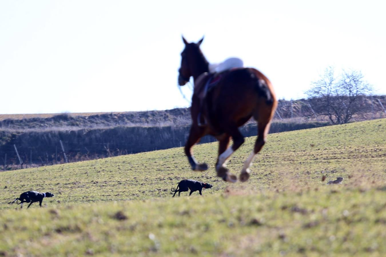 Fotos: Segunda jornada de semifinales del LXXXIV Campeonato de España de Galgos en Campo