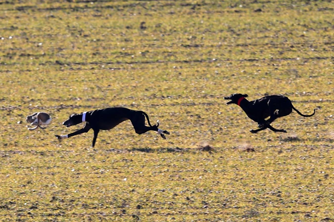 Fotos: Segunda jornada de semifinales del LXXXIV Campeonato de España de Galgos en Campo