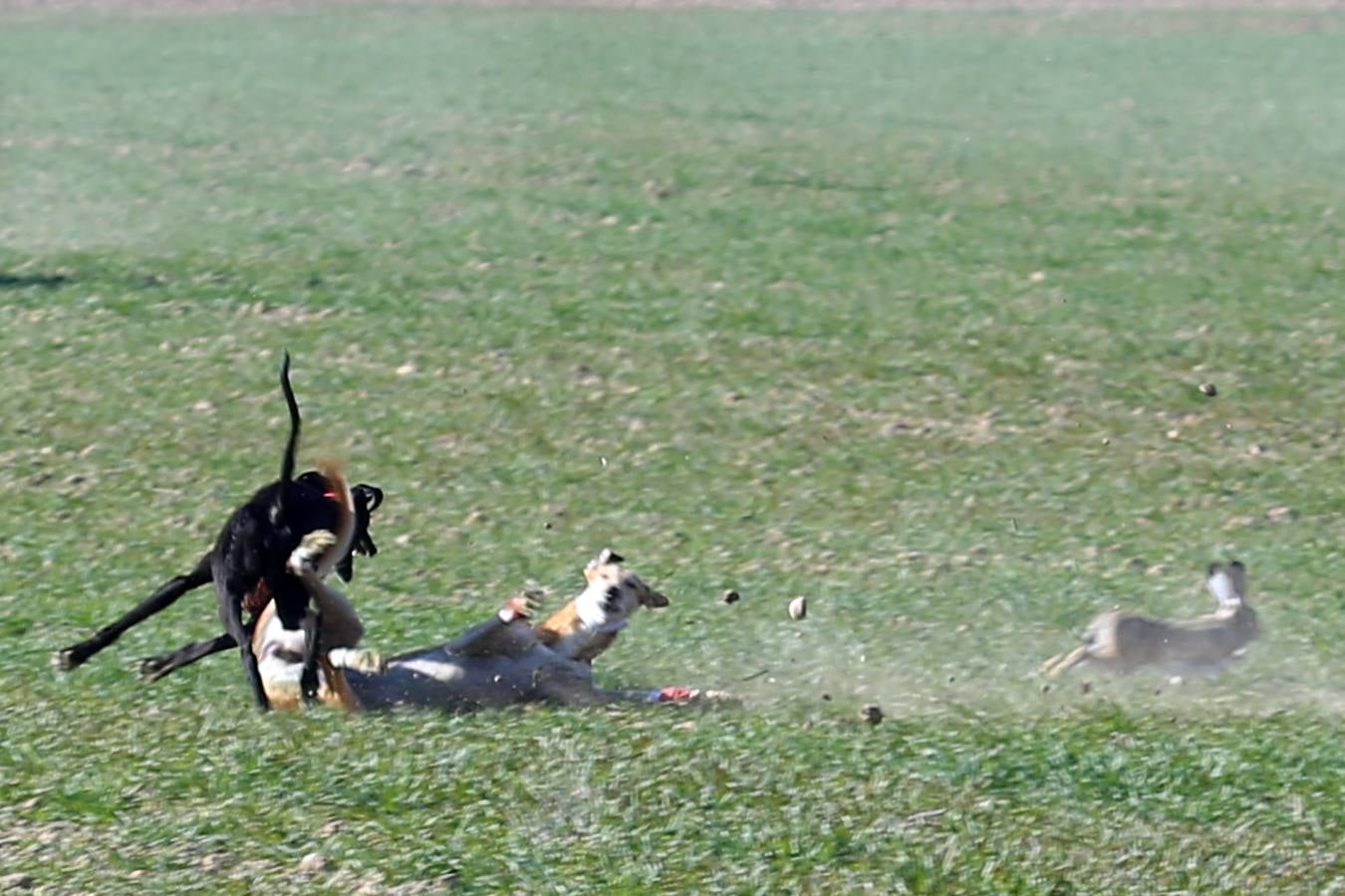 Fotos: El galgo castellano y leonés Rubio de Triki se impone en el Campeonato Nacional en Campo