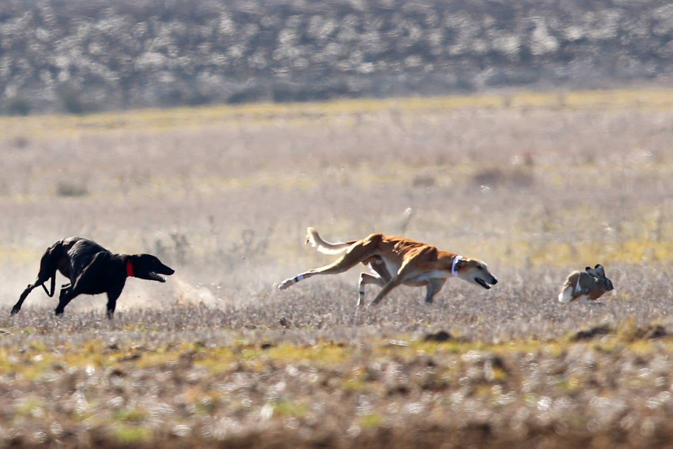 Fotos: El galgo castellano y leonés Rubio de Triki se impone en el Campeonato Nacional en Campo