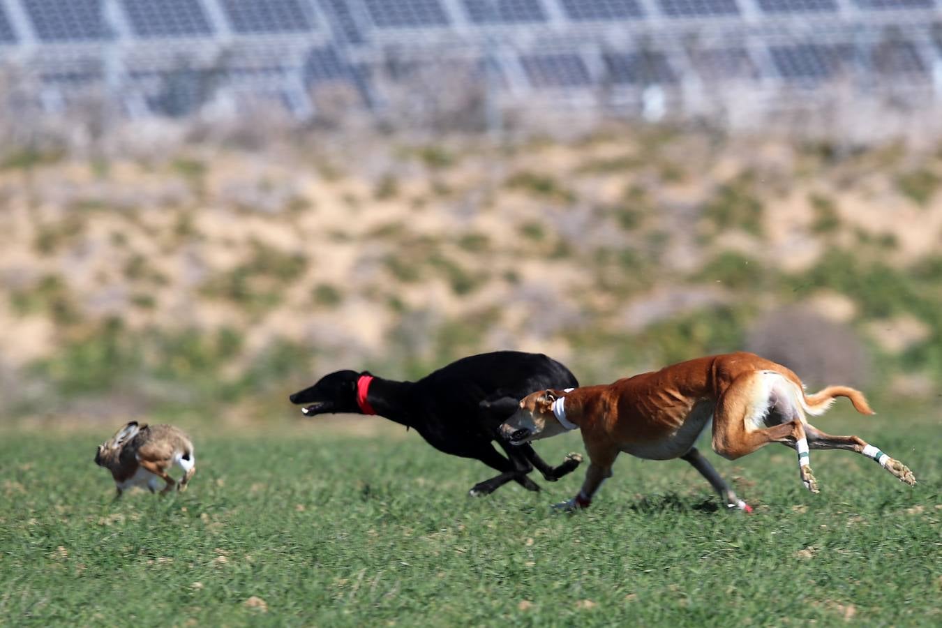 Fotos: El galgo castellano y leonés Rubio de Triki se impone en el Campeonato Nacional en Campo
