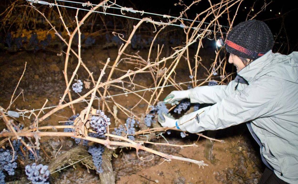 Uva bajo cero para un vino de hielo