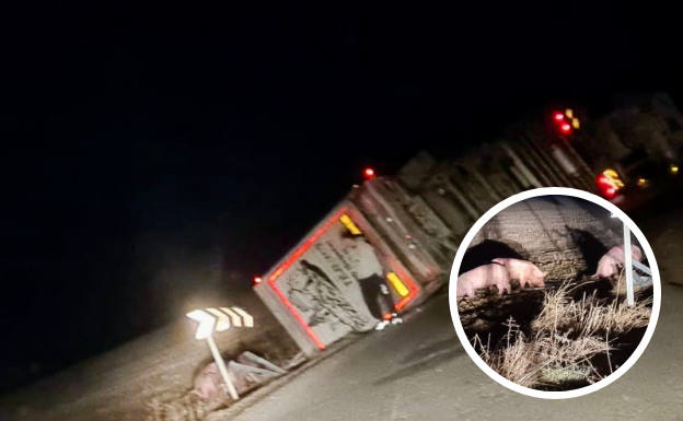 Camión volcado en la carretera que une Turégano con Valdevacas; en pequeño, algunos de los cerdos que iban en el camión. 
