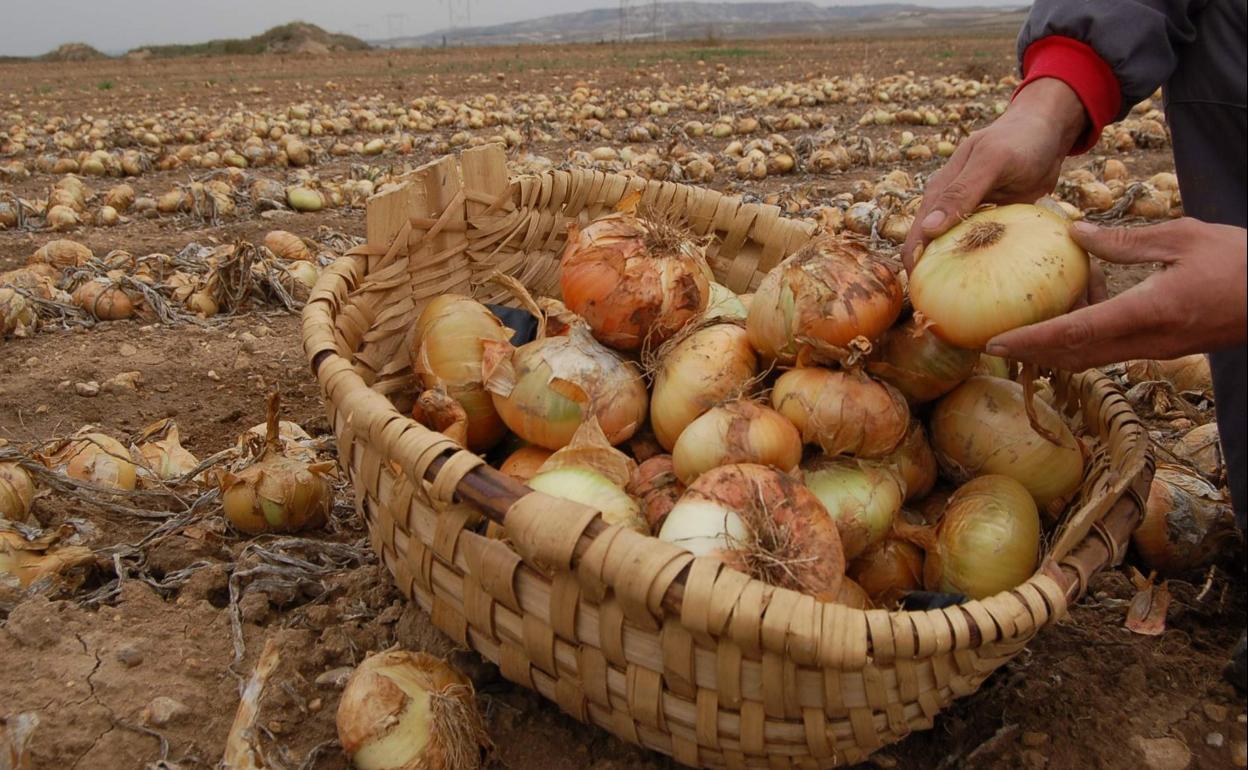 Cebolla, el ingrediente fundamental en la cocina