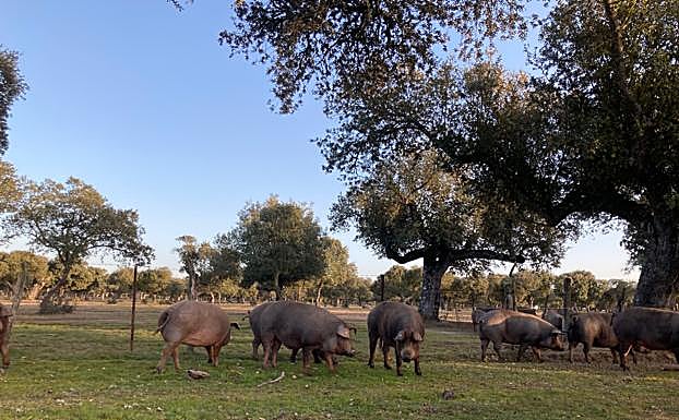 Los cerdos aprovechan la bellota en la finca El Águila, entre Fuentes de Oñor y Espeja, Salamanca. 