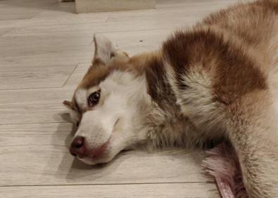 Imagen secundaria 1 - Arriba, en la jaula trampa en la que cayó en la madrugada del domingo. Abajo, descansando en casa y con su dueño Arturo en la consulta del veterinario.