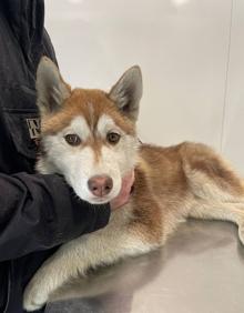 Imagen secundaria 2 - Arriba, en la jaula trampa en la que cayó en la madrugada del domingo. Abajo, descansando en casa y con su dueño Arturo en la consulta del veterinario.