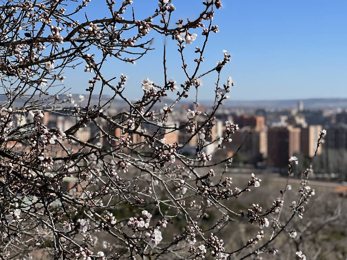 Fotos: Los almendros ya están en flor en Valladolid