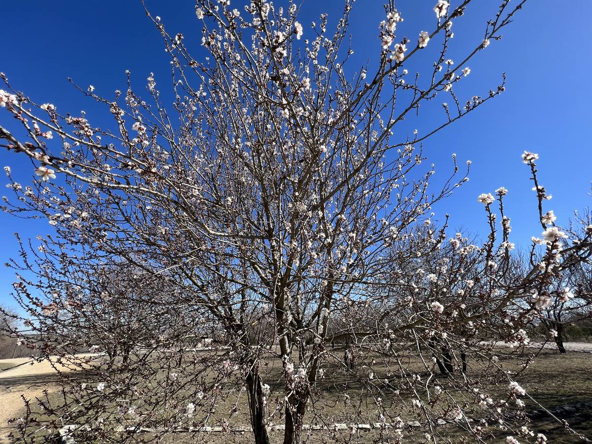 Fotos: Los almendros ya están en flor en Valladolid