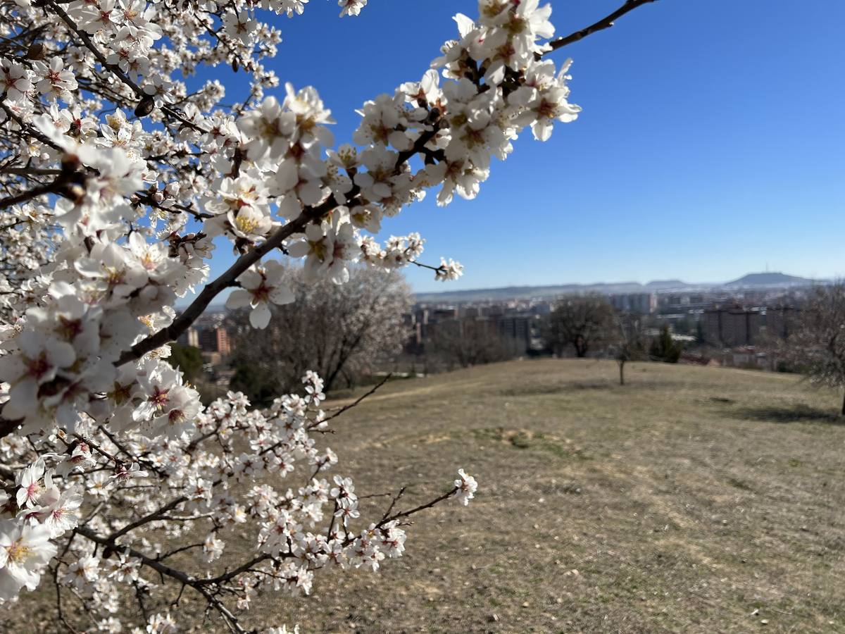 Fotos: Los almendros ya están en flor en Valladolid