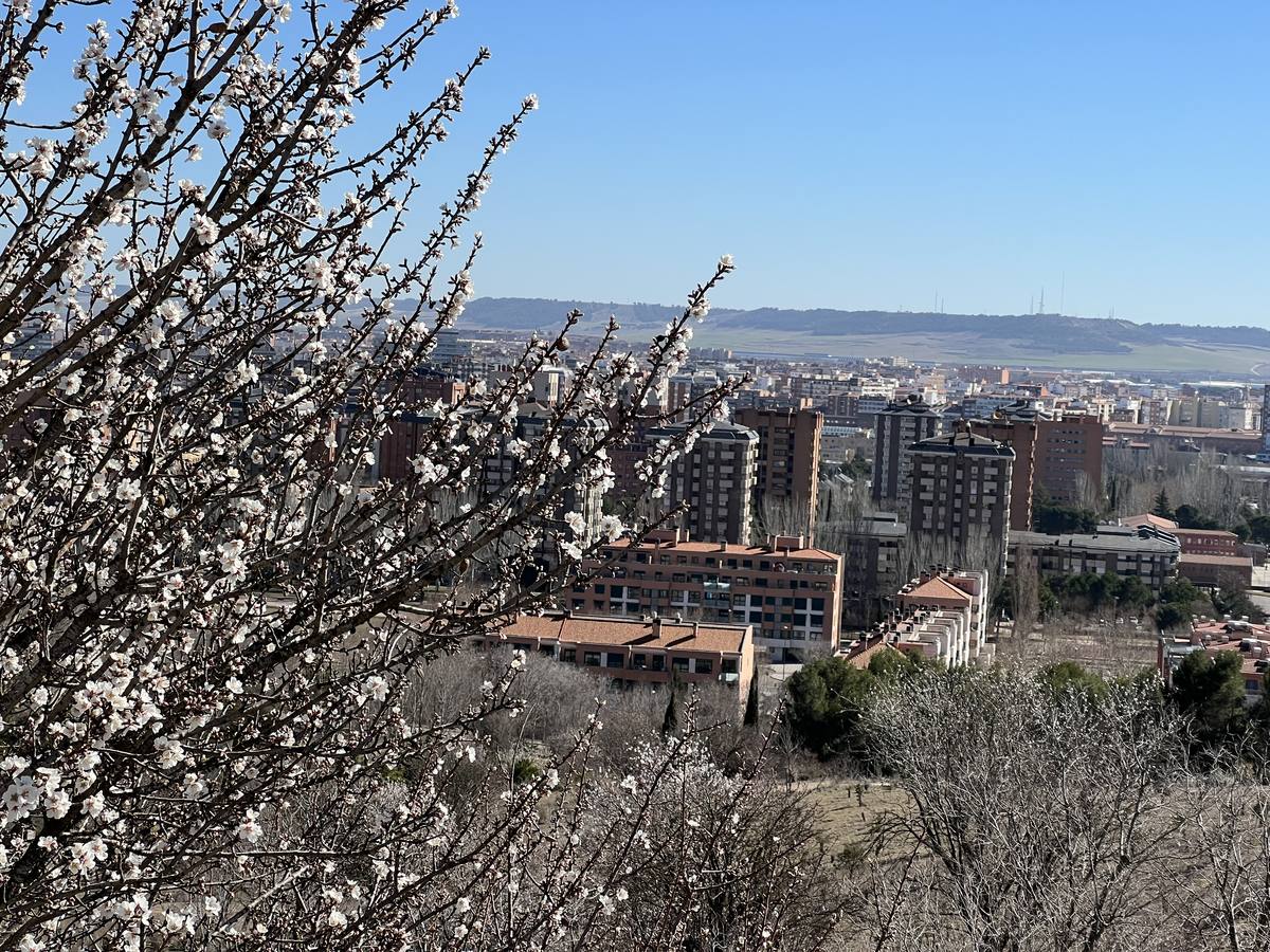 Fotos: Los almendros ya están en flor en Valladolid