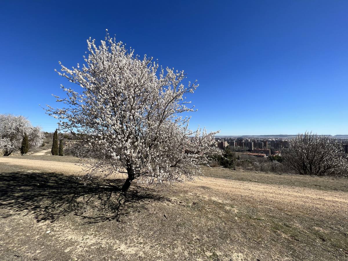 Fotos: Los almendros ya están en flor en Valladolid