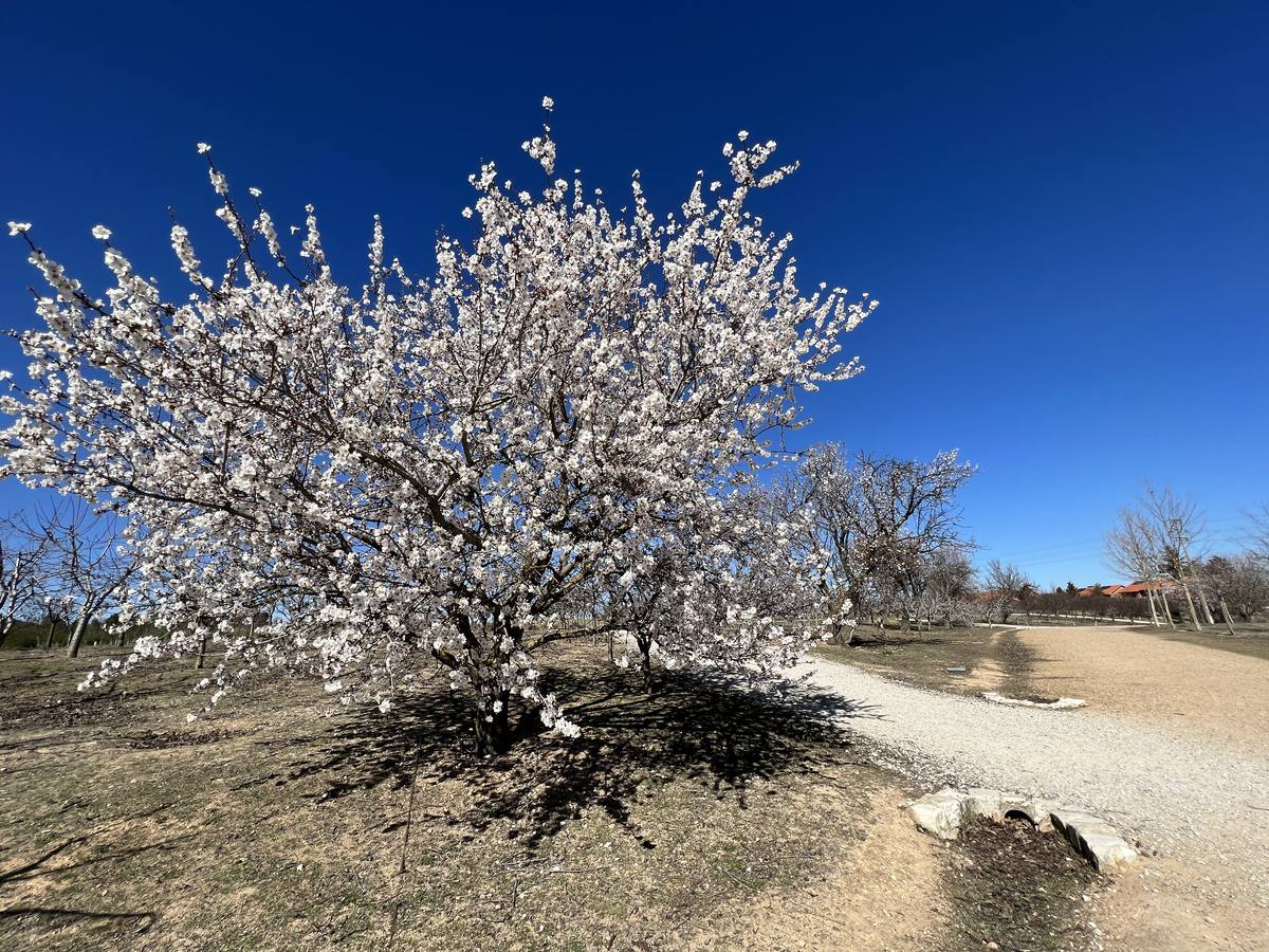 Fotos: Los almendros ya están en flor en Valladolid