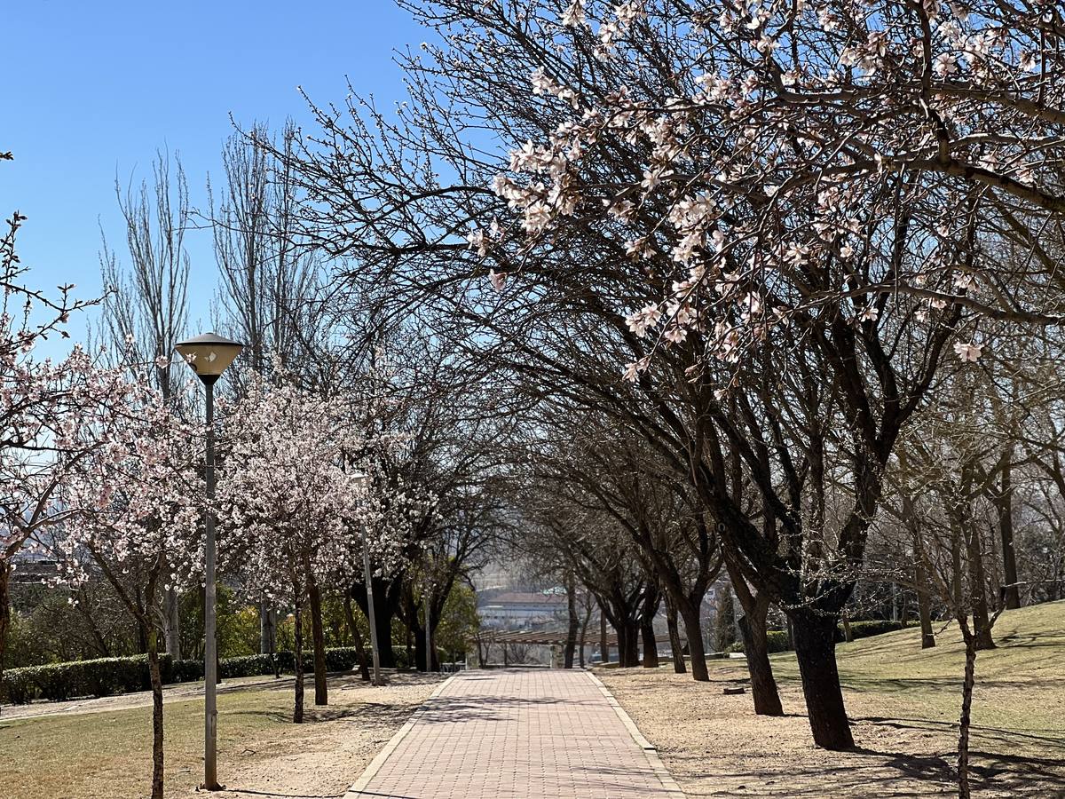 Fotos: Los almendros ya están en flor en Valladolid