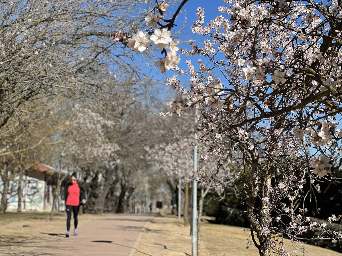 Fotos: Los almendros ya están en flor en Valladolid