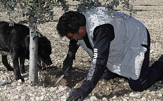 El trufiturismo cada vez despierta más interés. 