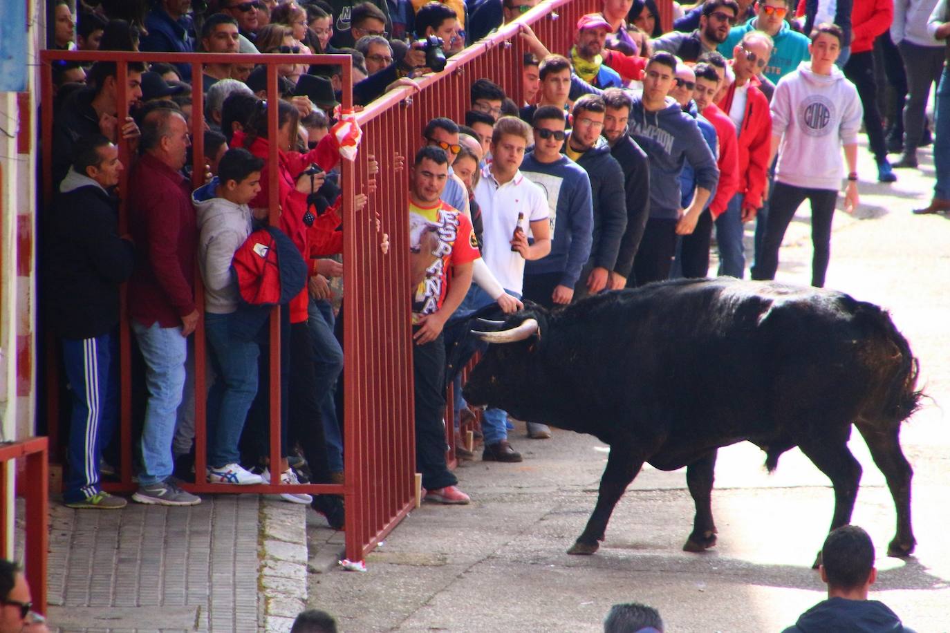 Suelta del Toro del Carnaval en 2020 en Medina de Rioseco. 