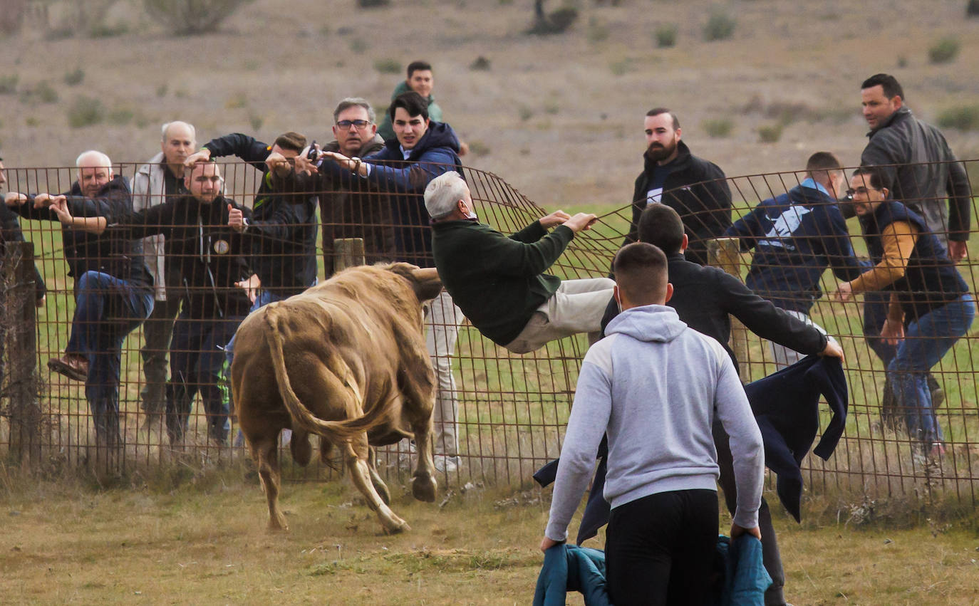 Fotos: Domingo grande en el Carnaval del Toro de Ciudad Rodrigo