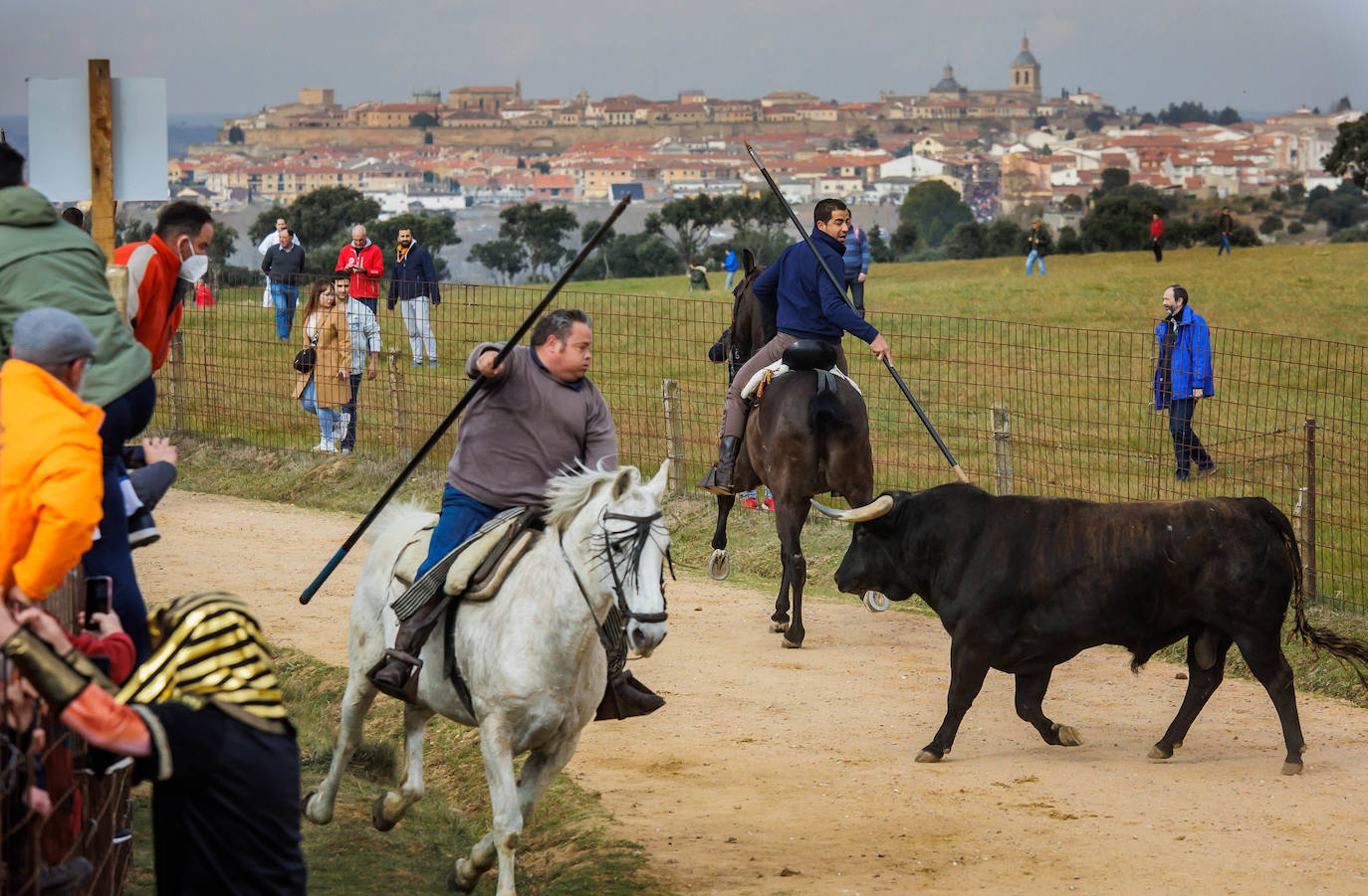 Fotos: Domingo grande en el Carnaval del Toro de Ciudad Rodrigo