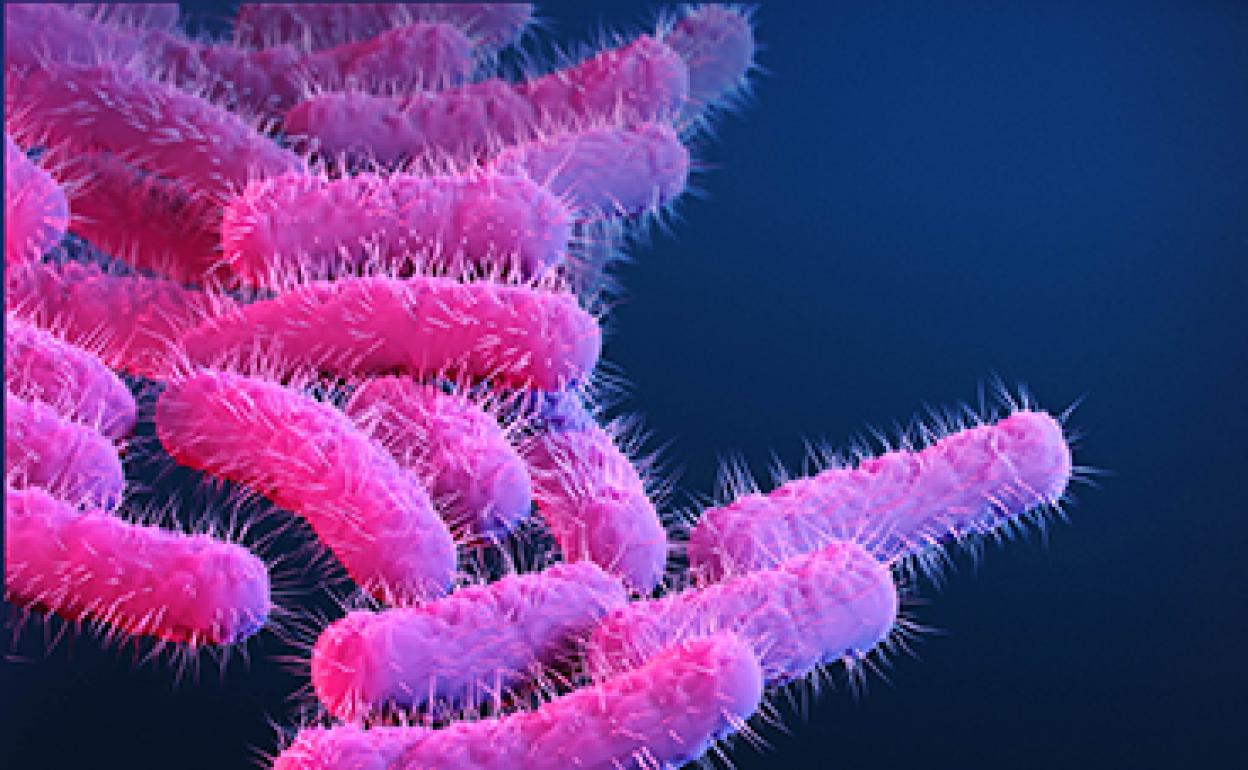 La bacteria shigella vista a través del microscopio.