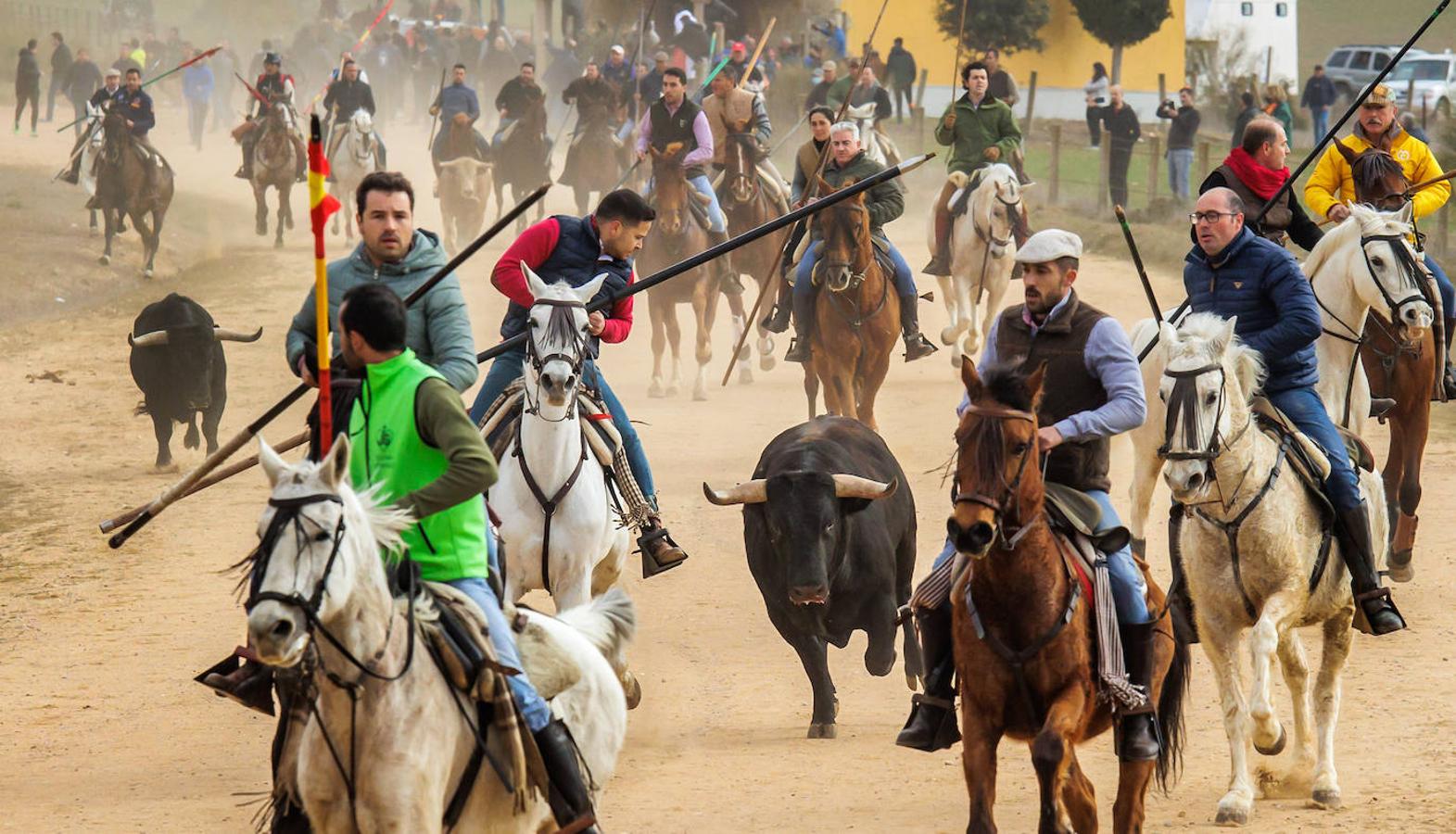 Fotos: Domingo grande en el Carnaval del Toro de Ciudad Rodrigo