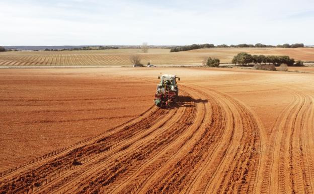 Imagen principal - Varios momentos del a plantación. 