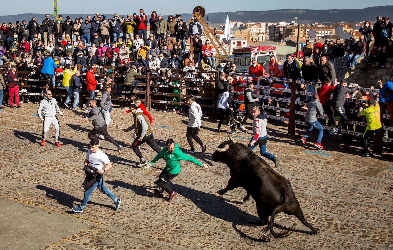 Ciudad Rodrigo disfruta del Carnaval del Toro.