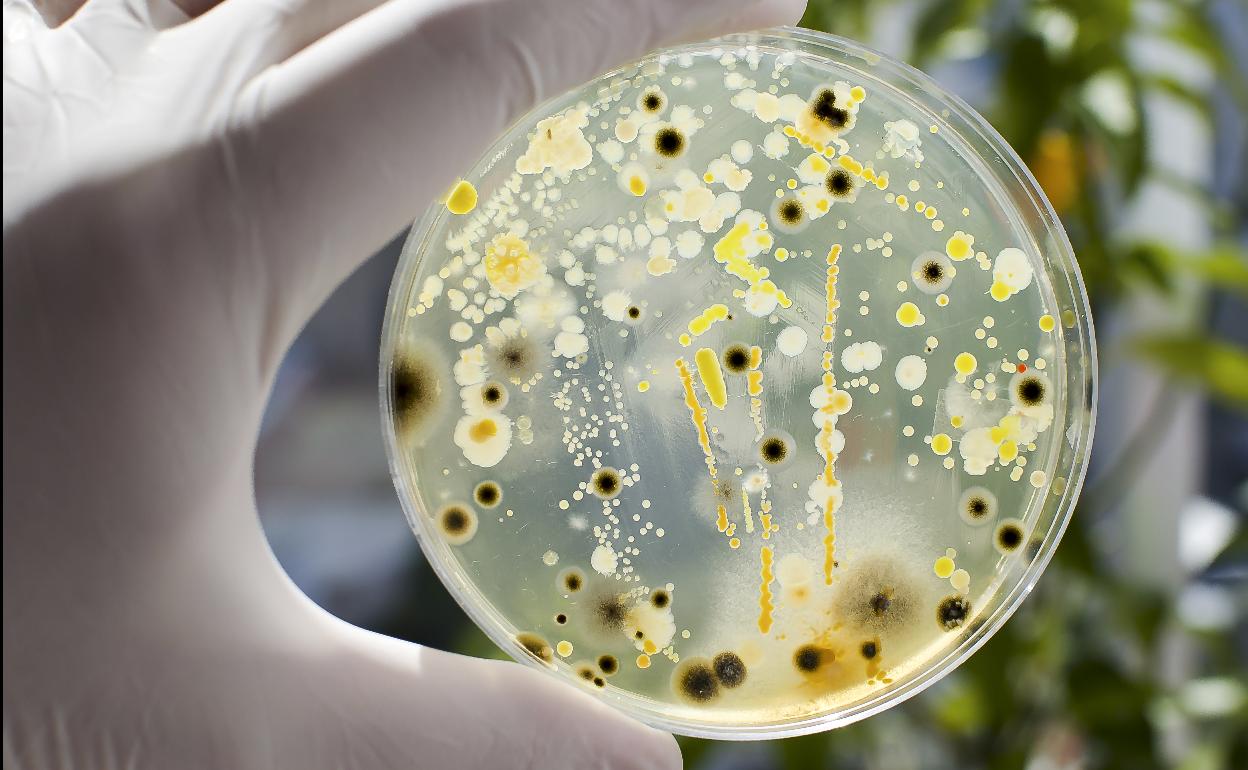 Bacterias en una placa petri.