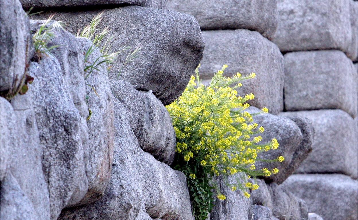 Vegetación en el Acueducto. 