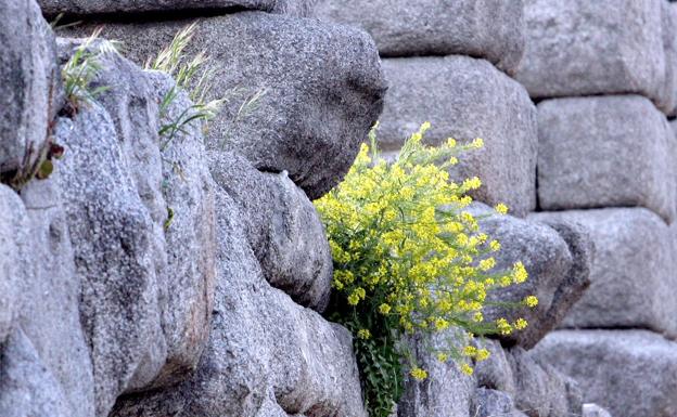 La limpieza de la vegetación del Acueducto acumula más retraso