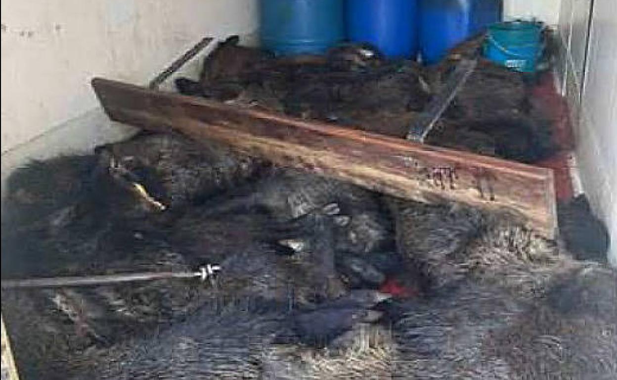 Los jabalíes muertos y la vísceras intervenidas en una furgoneta sin refrigeración en Valladolid. 