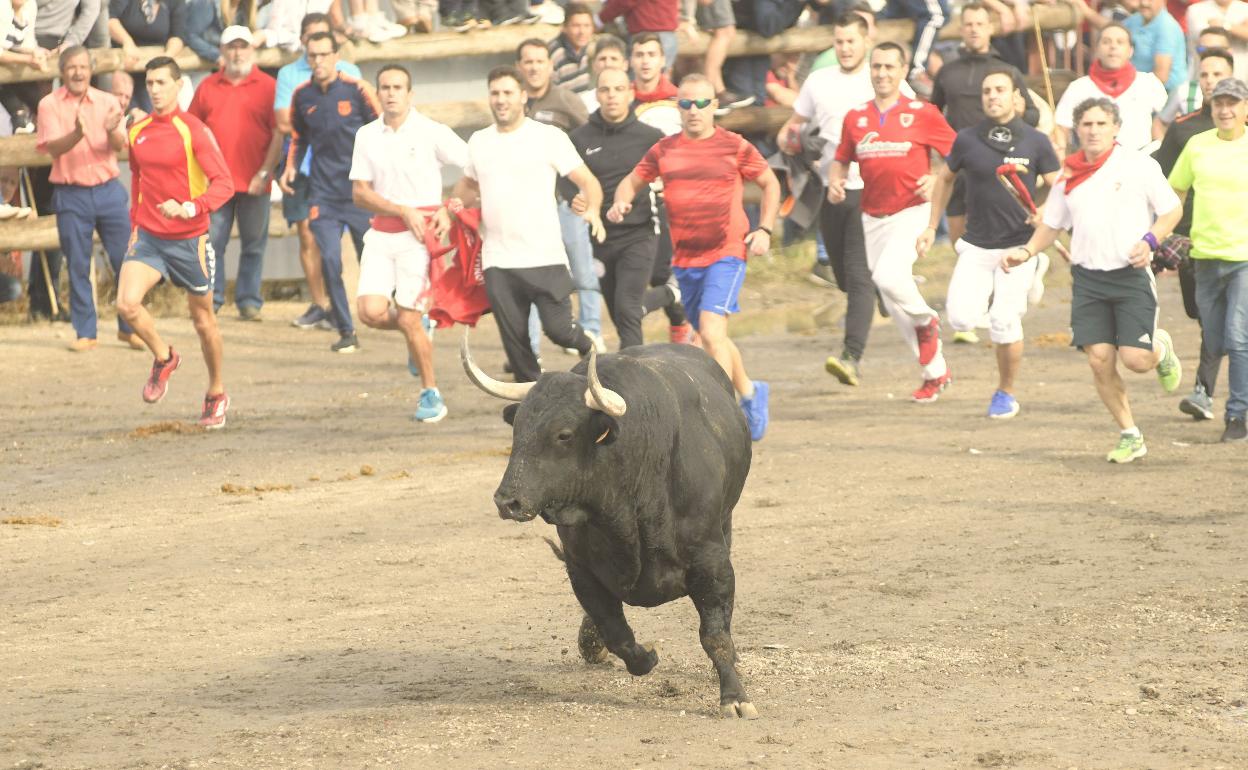 Celebración del Toro de la Vega en el año 2019, ya sin muerte. 