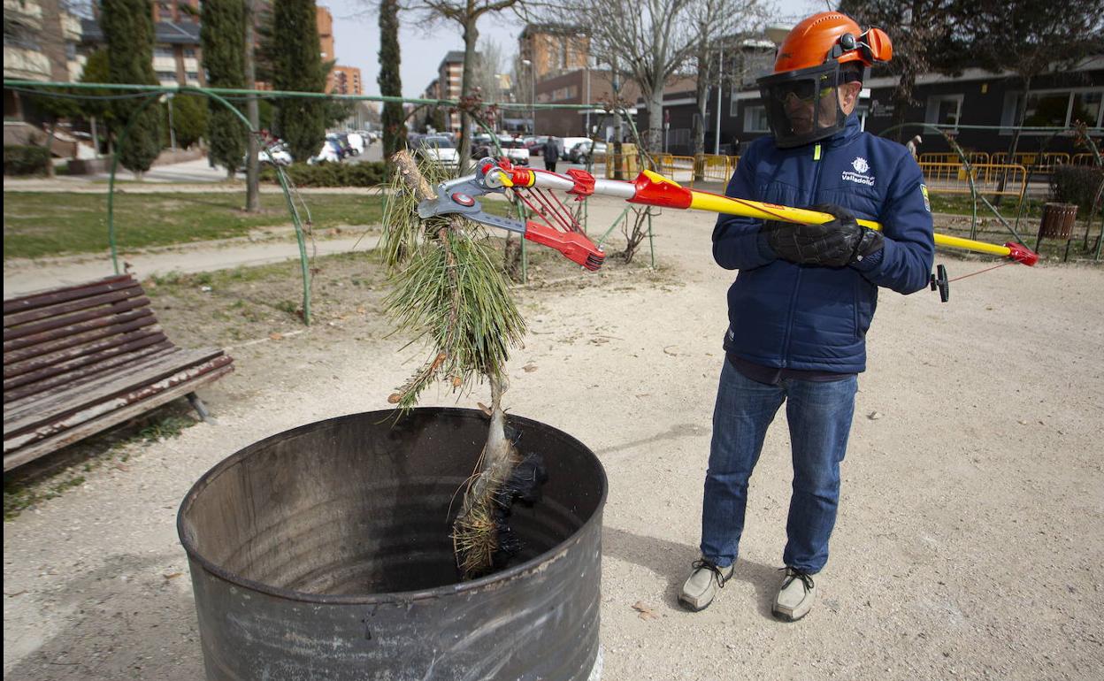 Un operario del Ayuntamiento retira un bolsón de oruga procesionaria en Huerta del Rey. 