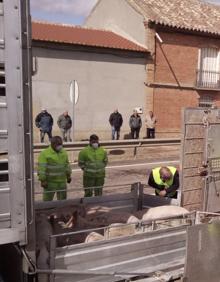 Imagen secundaria 2 - Un camión cargado de cerdos vuelca en el casco urbano de Valdunquillo