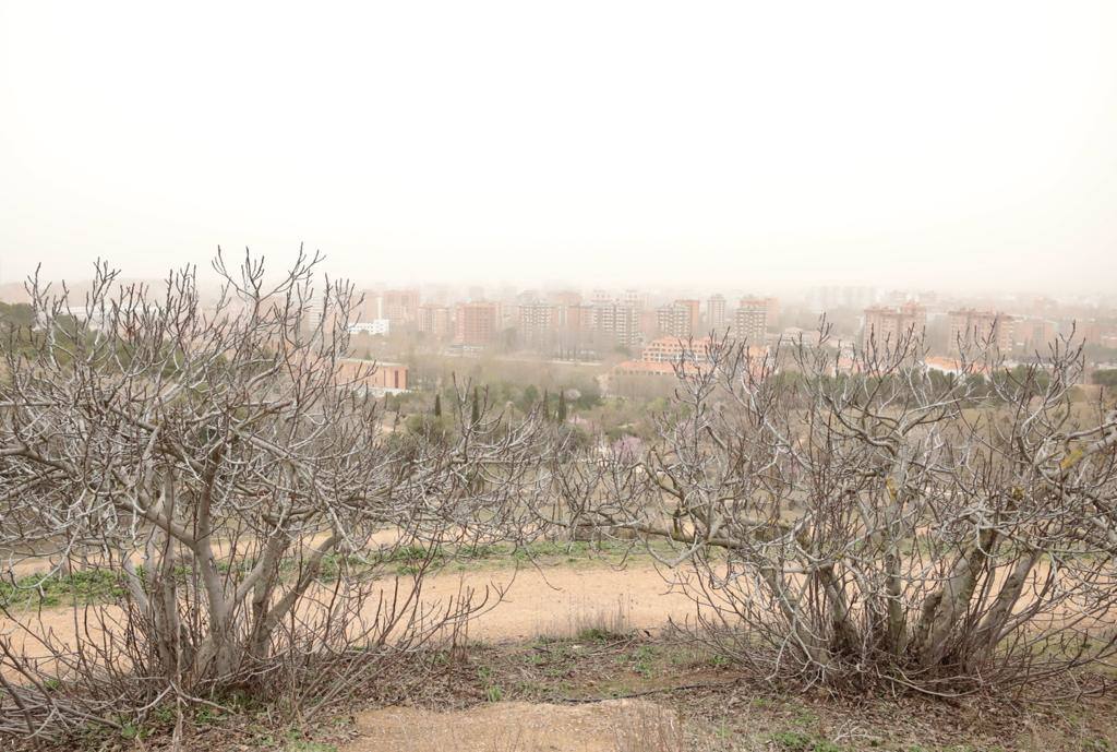 Fotos: La calima cubre Valladolid de un fino manto naranja (2/2)